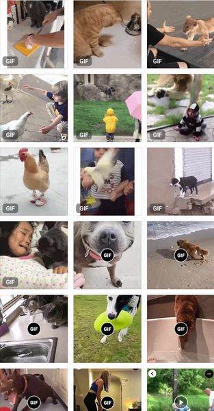 100 Varieties of funny animal videos to make you lough and be impressed